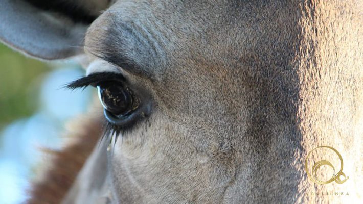 Latte di asina: proprietà e benefici in cosmetica