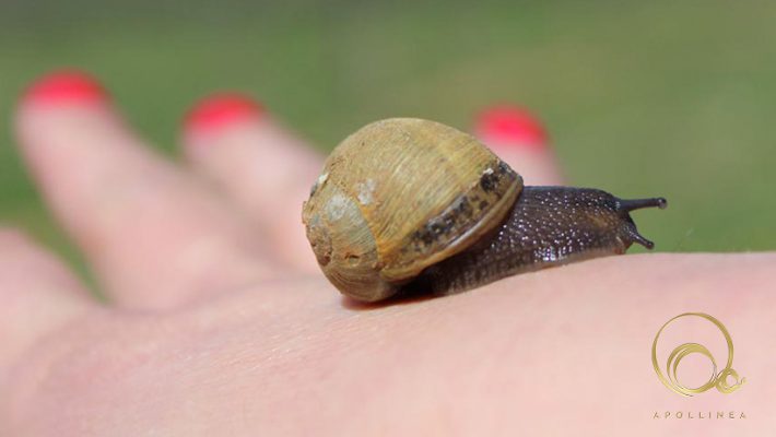 Crema Antirughe Naturale: Bava di lumaca, tutti i benefici per la pelle