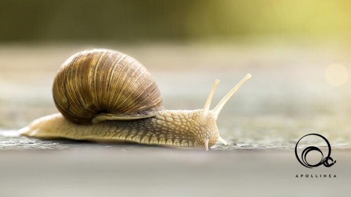 Bava di lumaca di Apollinea, l’alleato prezioso per una pelle giovane e bella