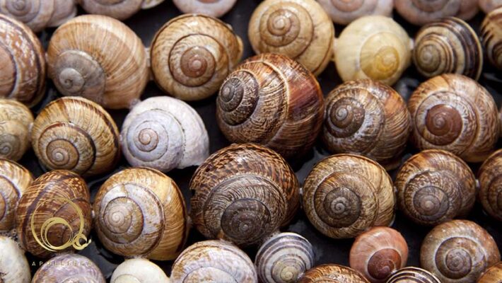 Apollinea: Crema viso bava di lumaca: un miracoloso alleato di bellezza