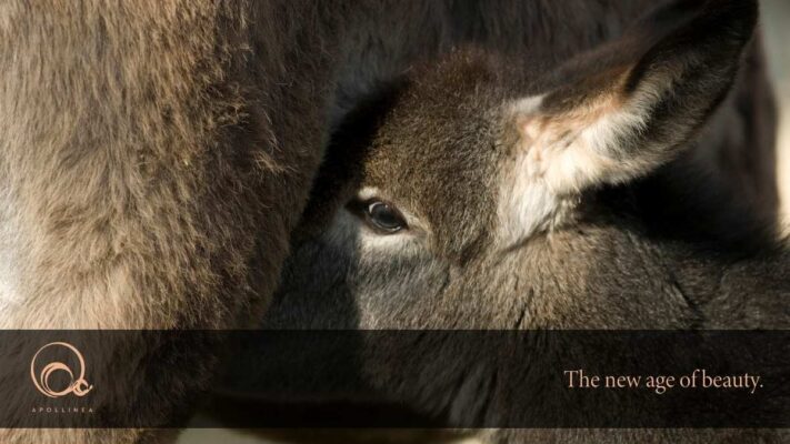 Latte di asina: gli effetti benefici sulla pelle