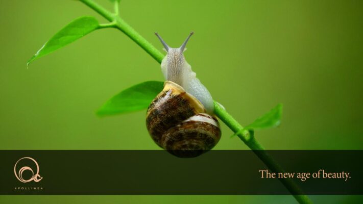 Bava di lumaca: fa davvero bene alla pelle?