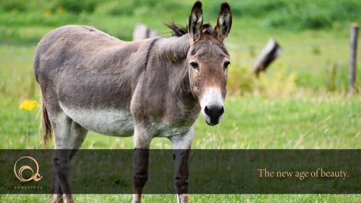 Latte di asina: fa davvero bene alla pelle?