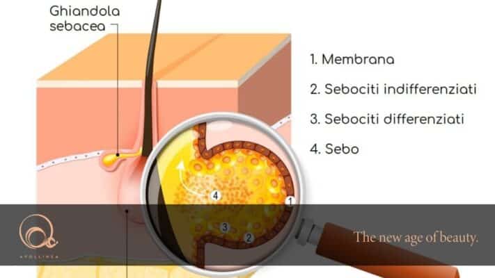 Ghiandole sebacee: a cosa servono