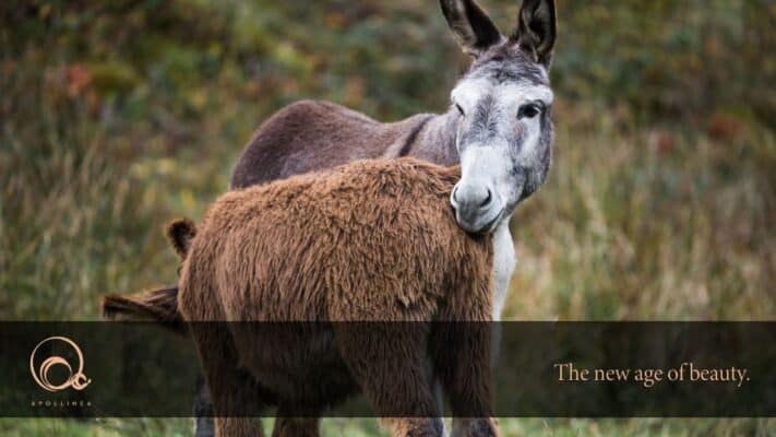 Latte di asina: perché fa bene alla pelle