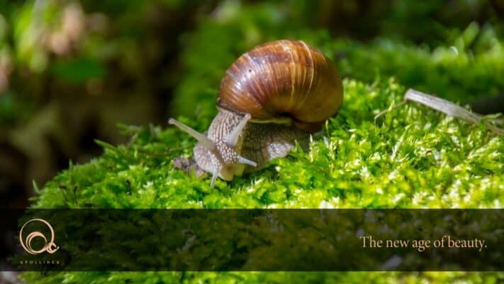 Bava di lumaca: i benefici sulla pelle